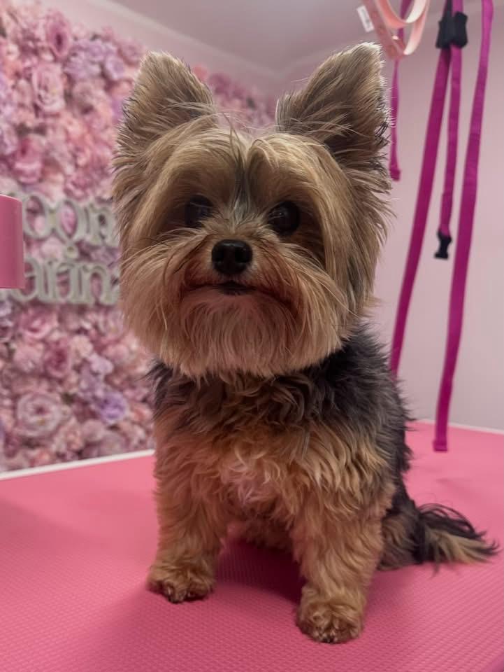 whatsapp image 2026 01 06 at 18.20.00 (1)