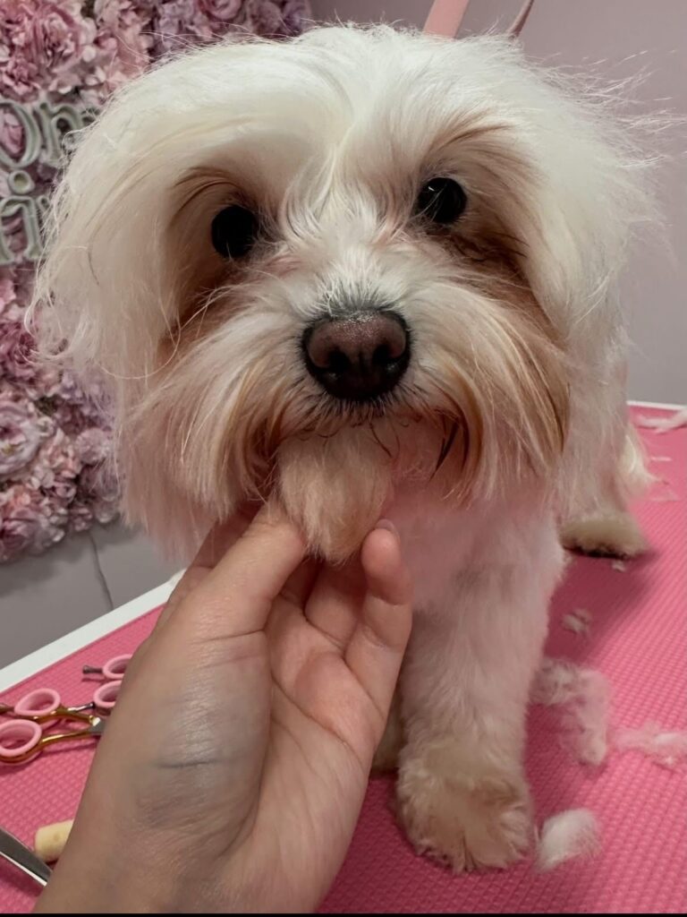 whatsapp image 2026 01 06 at 18.20.00 (2)