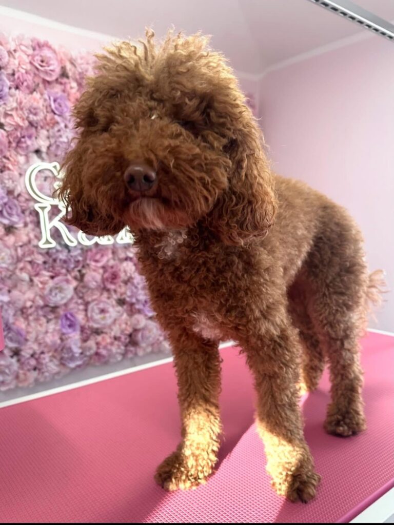 whatsapp image 2026 01 06 at 18.20.00 (4)