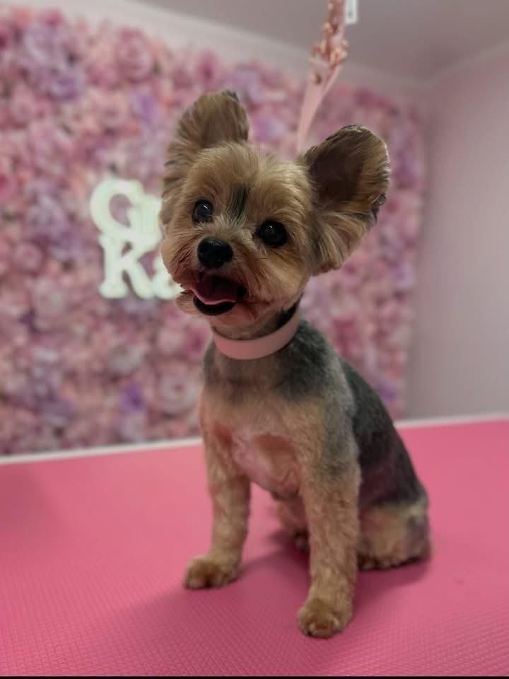 whatsapp image 2026 01 06 at 18.20.00