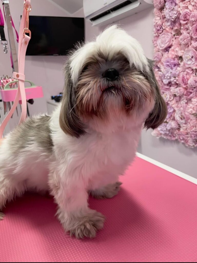 whatsapp image 2026 01 06 at 18.38.37 (2)